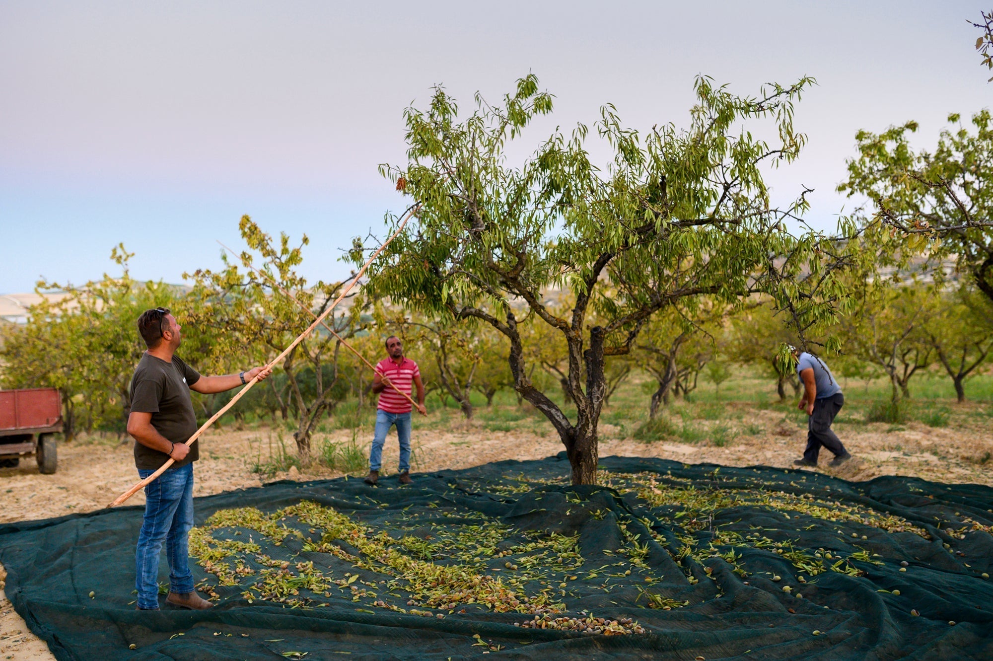 Organic. Regenerative. Confused?