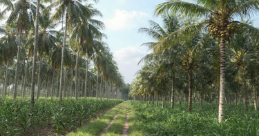 From tree to taste: Our coconut story